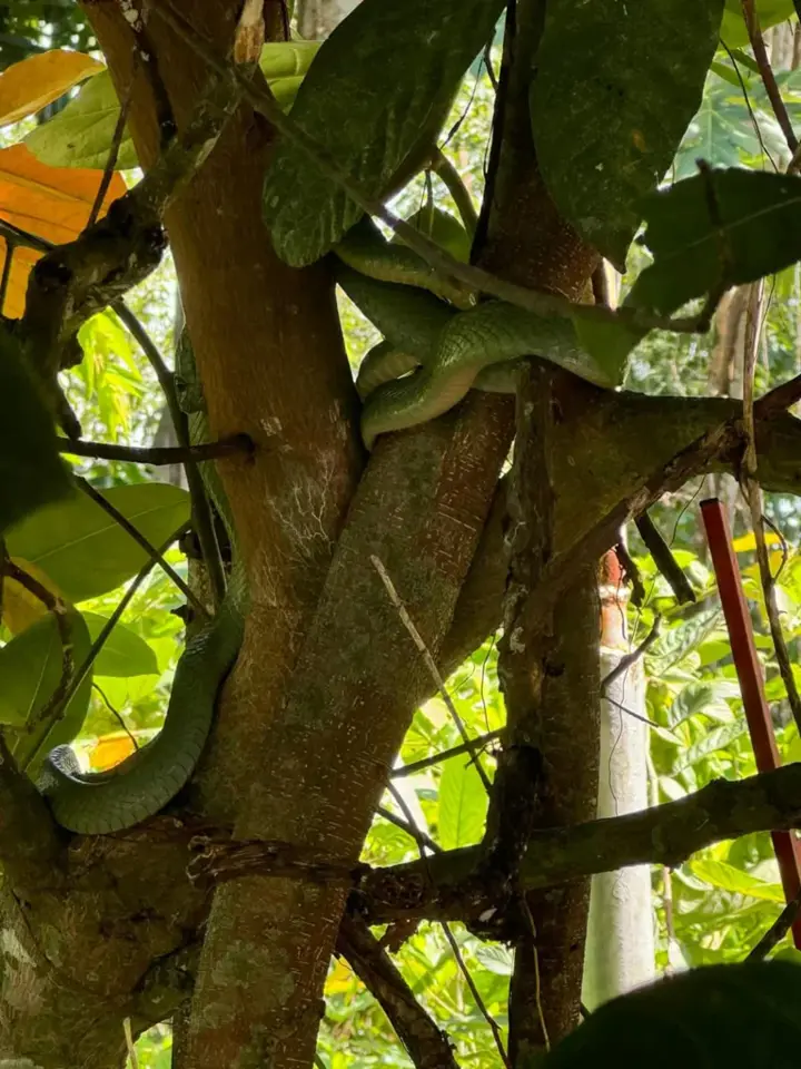 Tierwelt rund um Little Amazon